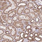 4E-BP2 Antibody in Immunohistochemistry (IHC)