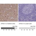 DYNC1I1 Antibody