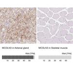 TRPML3 Antibody