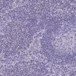 SLC36A2 Antibody in Immunohistochemistry (IHC)