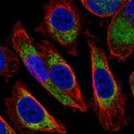 COX6A1 Antibody in Immunocytochemistry (ICC/IF)