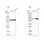 PES1 Antibody in Western Blot (WB)