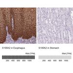 S100A2 Antibody