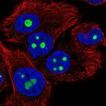 BATF2 Antibody in Immunocytochemistry (ICC/IF)