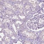 SBSN Antibody in Immunohistochemistry (IHC)