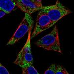 Adenylate Kinase 3 Antibody in Immunocytochemistry (ICC/IF)