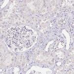 KRTDAP Antibody in Immunohistochemistry (IHC)