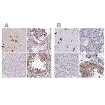 GOLGA5 Antibody in Immunohistochemistry (IHC)