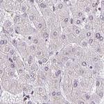 GOLGA5 Antibody in Immunohistochemistry (IHC)