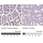 SLC35C1 Antibody