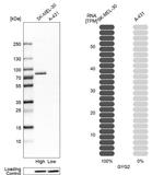 GYG2 Antibody in Western Blot (WB)