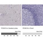 PCSK1N Antibody in Immunohistochemistry (IHC)