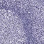 PCSK1N Antibody in Immunohistochemistry (IHC)