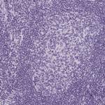 LRP2 Antibody in Immunohistochemistry (IHC)