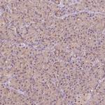 CARKL Antibody in Immunohistochemistry (IHC)