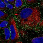 OCC1 Antibody in Immunocytochemistry (ICC/IF)