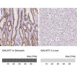 GALNT7 Antibody