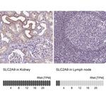 GLUT9 Antibody