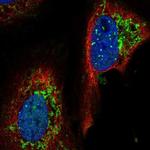 YME1L1 Antibody in Immunocytochemistry (ICC/IF)