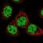 GTF3C5 Antibody in Immunocytochemistry (ICC/IF)