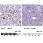 POU3F3 Antibody