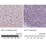 MLC1 Antibody