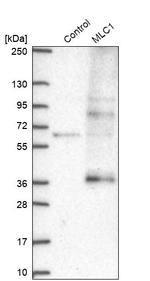 MLC1 Antibody in Western Blot (WB)