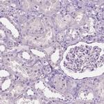 SBSN Antibody in Immunohistochemistry (IHC)