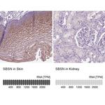 SBSN Antibody