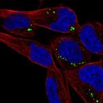 SAMD5 Antibody in Immunocytochemistry (ICC/IF)