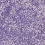 MYH14 Antibody in Immunohistochemistry (IHC)