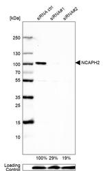 NCAPH2 Antibody in Western Blot (WB)