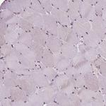 EAF1 Antibody in Immunohistochemistry (IHC)