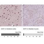 EAF1 Antibody