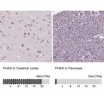 PHAX Antibody in Immunohistochemistry (IHC)