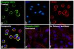 Phospho-DRP1 (Ser616) Antibody