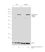 Phospho-DRP1 (Ser616) Antibody in Western Blot (WB)