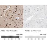 PSD3 Antibody