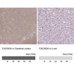 CACNG4 Antibody