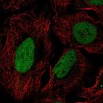 DUSP27 Antibody in Immunocytochemistry (ICC/IF)