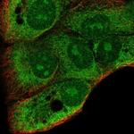 DDRGK1 Antibody in Immunocytochemistry (ICC/IF)