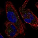 KCNH1 Antibody in Immunocytochemistry (ICC/IF)