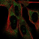 MAD2L2 Antibody in Immunocytochemistry (ICC/IF)