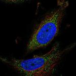 ATPAF1 Antibody in Immunocytochemistry (ICC/IF)