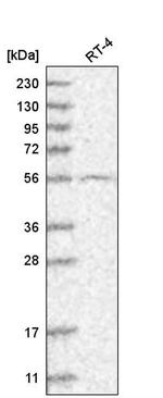 GRK4 Antibody in Western Blot (WB)