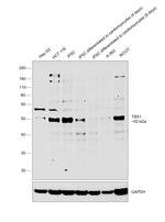 TBX1 Antibody in Western Blot (WB)