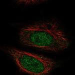 ZYG11A Antibody in Immunocytochemistry (ICC/IF)