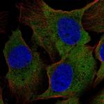 CRYM Antibody in Immunocytochemistry (ICC/IF)