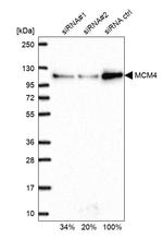 MCM4 Antibody