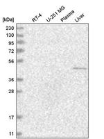 GCNF Antibody in Western Blot (WB)